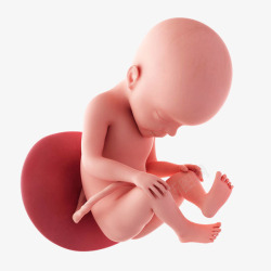 婴儿降临闭眼低头的胎儿高清图片
