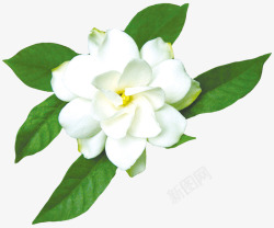 茉莉花朵白色茉莉素材
