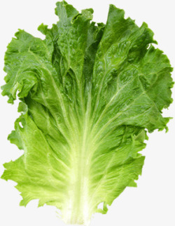 新鲜生菜绿色生菜新鲜蔬菜高清图片
