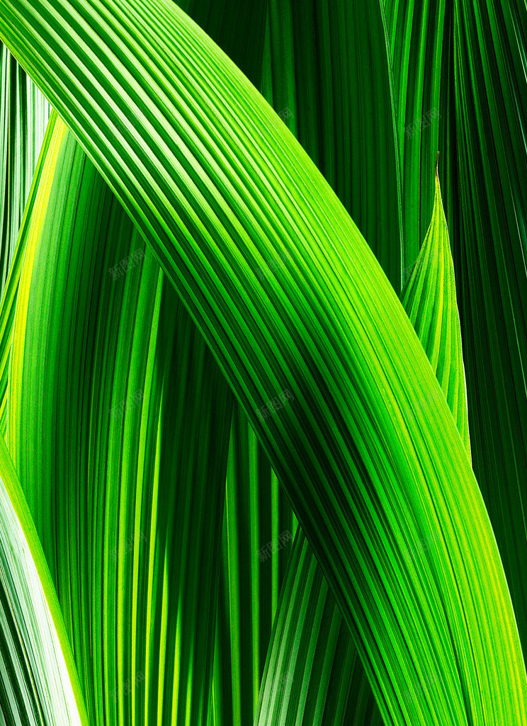 绿色植物叶子纹理png免抠素材_新图网 https://ixintu.com 叶子 植物 纹理 绿色