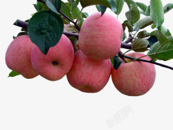 树上的苹果素材