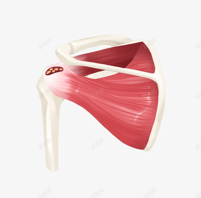 肌肉横断面卡通插画png免抠素材_新图网 https://ixintu.com 健康 免抠PNG 医疗 器官 感染 肌肉横断面卡通插画 骨头