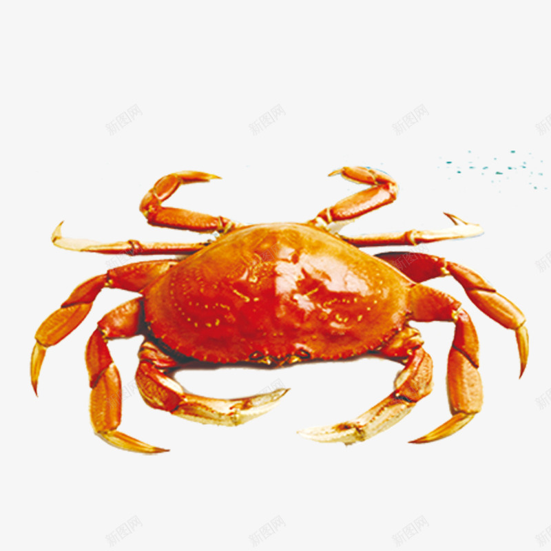金黄螃蟹海蟹png免抠素材_新图网 https://ixintu.com 海蟹 海鲜 螃蟹 金黄色