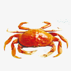 金黄螃蟹海蟹素材