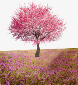 开满鲜花的大树桃花树高清图片
