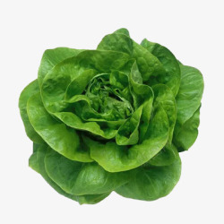绿菜叶奶白菜高清图片
