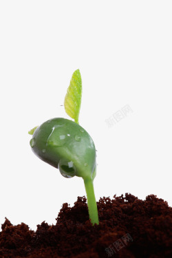 植物嫩芽素材绿色叶片高清图片