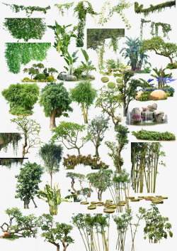 室外大型植物室外景观植物高清图片