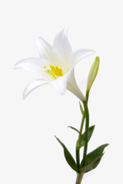 百合盛开白色百合花卉盛开高清图片