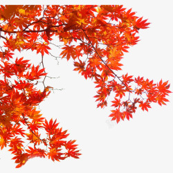 秋天的季节枫叶高清图片
