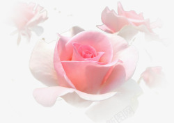 玫瑰花绽放粉色白色绽放玫瑰花高清图片