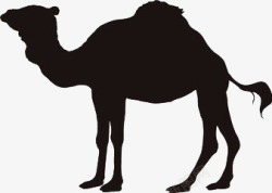 骆驼与人背影黑色骆驼高清图片