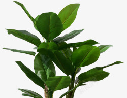 热带芭蕉树叶素材