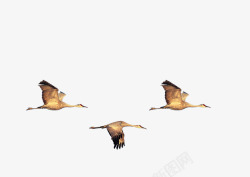 三只燕子大雁南飞高清图片