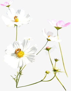 白粉色春季清新文艺小花装饰素材