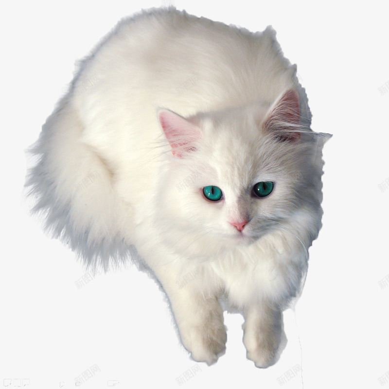 萌萌的小白猫png免抠素材_新图网 https://ixintu.com 动物 毛发 白色 萌系