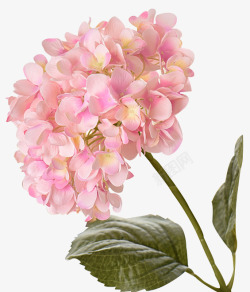 粉色的绣球花欧式仿真粉色花球摆件高清图片