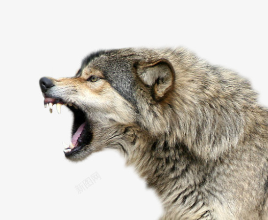 凶猛的狼png免抠素材_新图网 https://ixintu.com 凶狠的狼 动物狼 头狼 杀气 豺狼 野狼 霸气头像 食肉动物