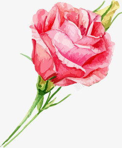 花卉羽毛花纹手绘水彩玫瑰高清图片