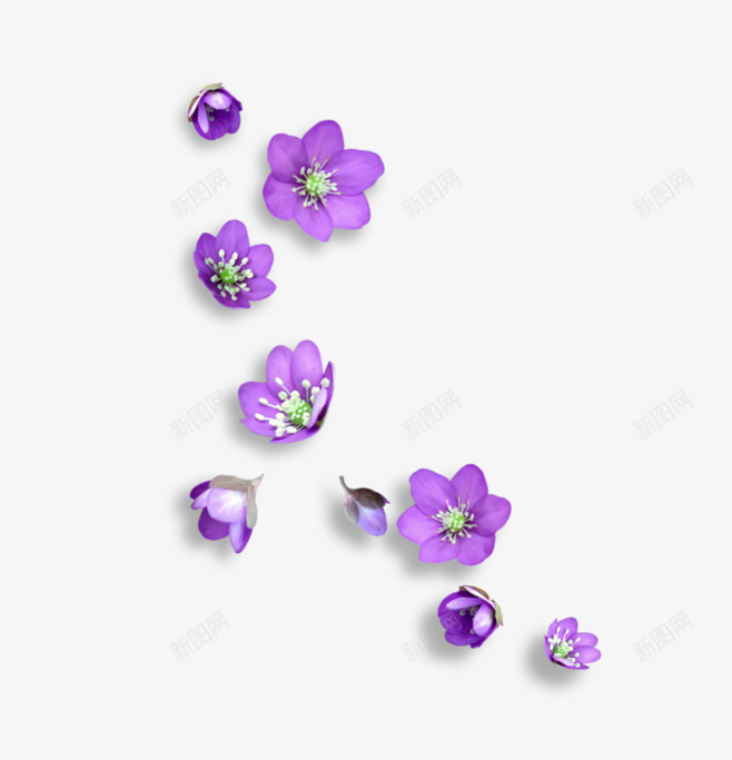 紫色鲜花png免抠素材_新图网 https://ixintu.com 化妆品素材 女装素材 紫色 花朵 鲜花