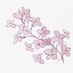 紫色的丁香花手绘紫色丁香花插画高清图片