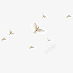 白鸽飞翔序列翱翔的和平鸽高清图片