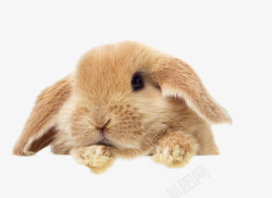 野兔趴着的兔子高清图片