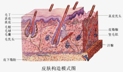 皮肤组织结构皮肤结构模式图高清图片