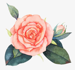 png绱犳潗花草绘集玫瑰花高清图片
