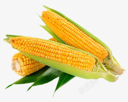 农产品玉米新鲜采摘的玉米高清图片