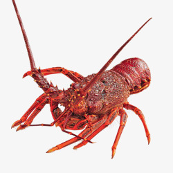 鲜活水产澳洲鲜活龙虾高清图片
