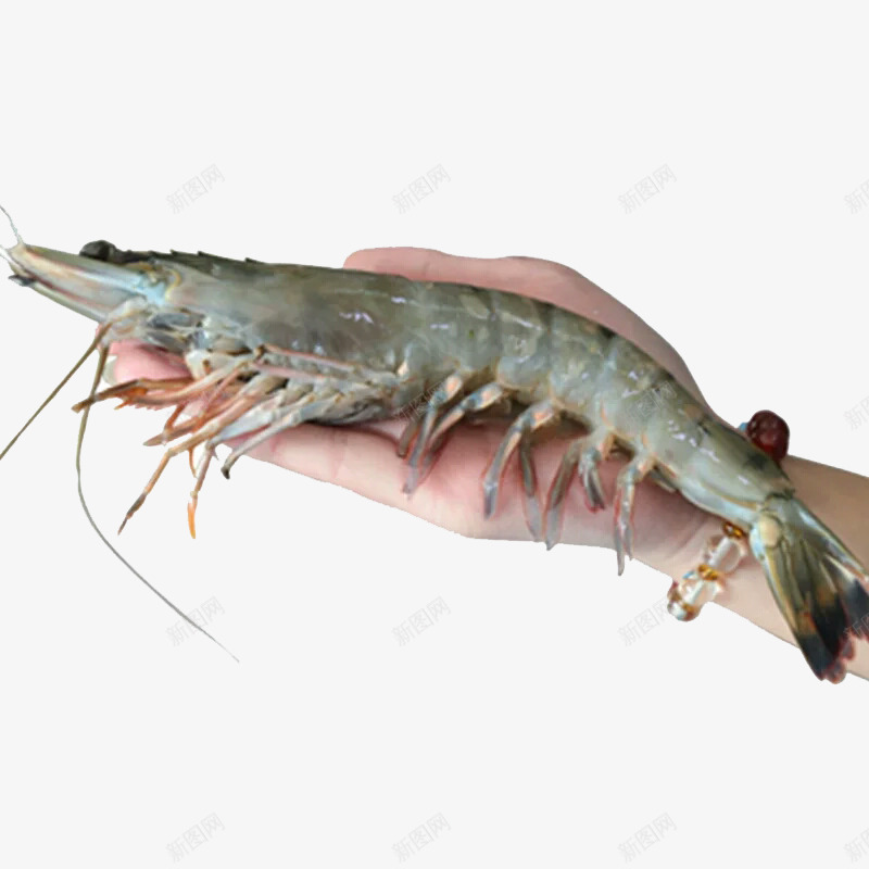 手上的大虾png免抠素材_新图网 https://ixintu.com 手掌 水产品 海鲜 美食 鲜活大虾