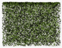 绿色墙壁花草装饰高清图片
