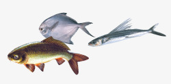 大海鳊鱼素材