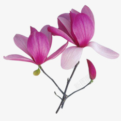 紫兰花紫玉兰花朵高清图片
