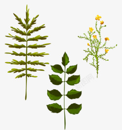 不同的叶子不同的草本植物高清图片