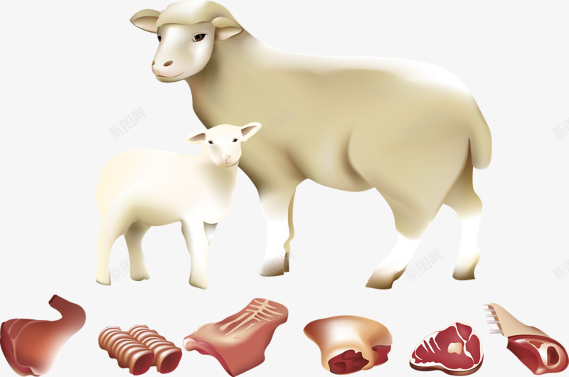卡通手绘动物绵羊png免抠素材_新图网 https://ixintu.com 动物 小羊 生命 绵羊 肉类
