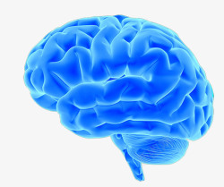 弯弯曲曲脑子蓝色的脑子片高清图片