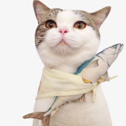 抱鱼的猫素材