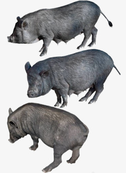 三只小动物实物三只黑毛猪高清图片