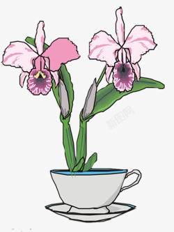装在茶杯里手绘茶杯里盛开的两朵蝴蝶兰高清图片