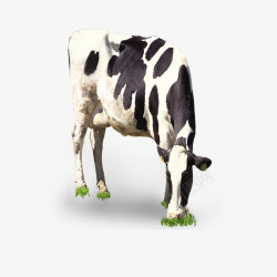 白色牛奶牛吃草高清图片