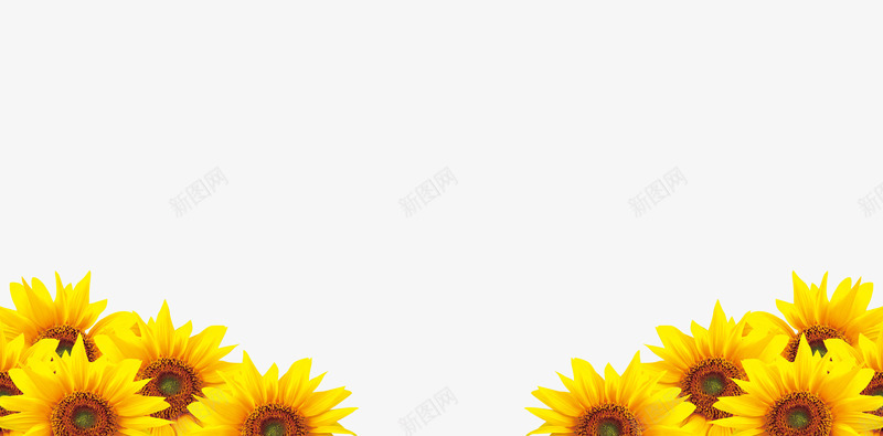 向日葵png免抠素材_新图网 https://ixintu.com 漂亮的花朵花瓣 花朵 黄色向日葵素材