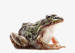 大眼睛青蛙绿色青蛙准备跳跃高清图片