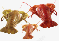 螳螂虾素材美味可口的螳螂虾高清图片