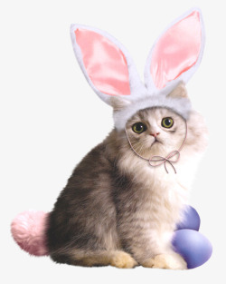 装兔子的帽子兔女郎猫咪高清图片