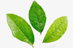 绿茶高清图片素材茶叶摄影高清图片