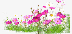 粉色花朵春季风景素材