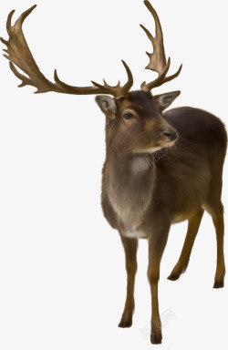 麋鹿动物鹿装饰素材
