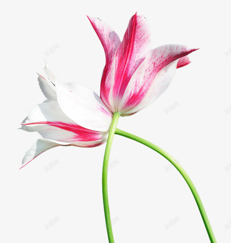 白色粉色郁金香png免抠素材_新图网 https://ixintu.com 卡通 手绘 桔梗 白色 粉色 绿色 花朵 郁金香